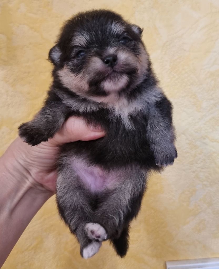 Shownow - Chiots disponibles - Spitz allemand