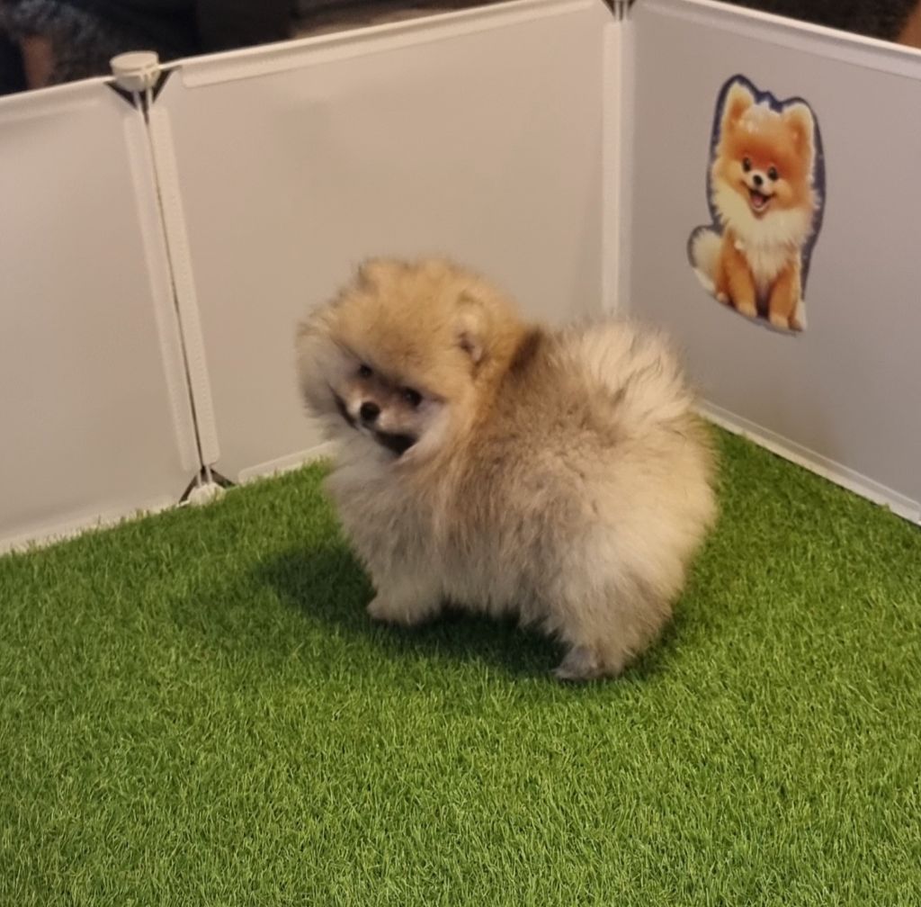 Shownow - Chiots disponibles - Spitz allemand