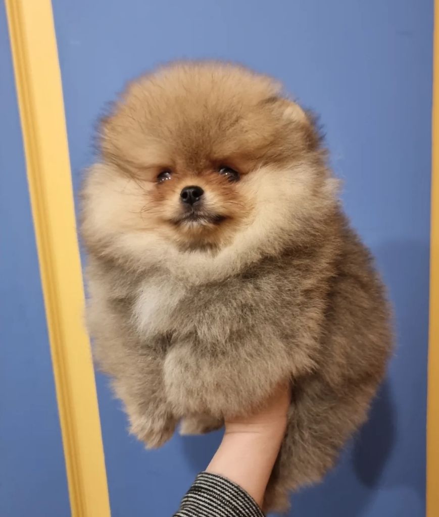 Shownow - Chiots disponibles - Spitz allemand