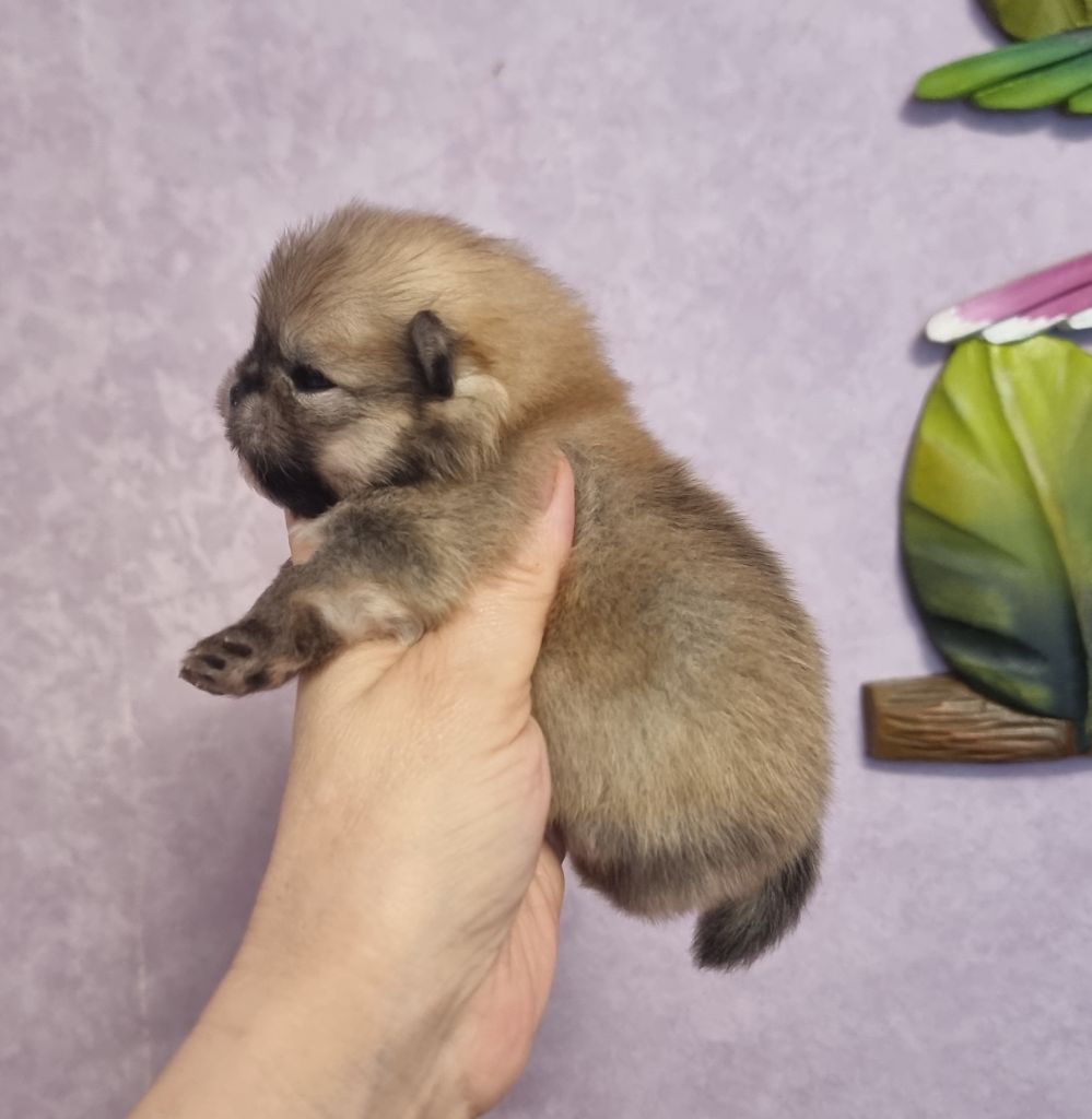 Shownow - Chiots disponibles - Spitz allemand
