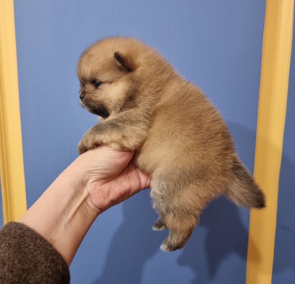 Shownow - Spitz allemand - Portée née le 08/10/2025