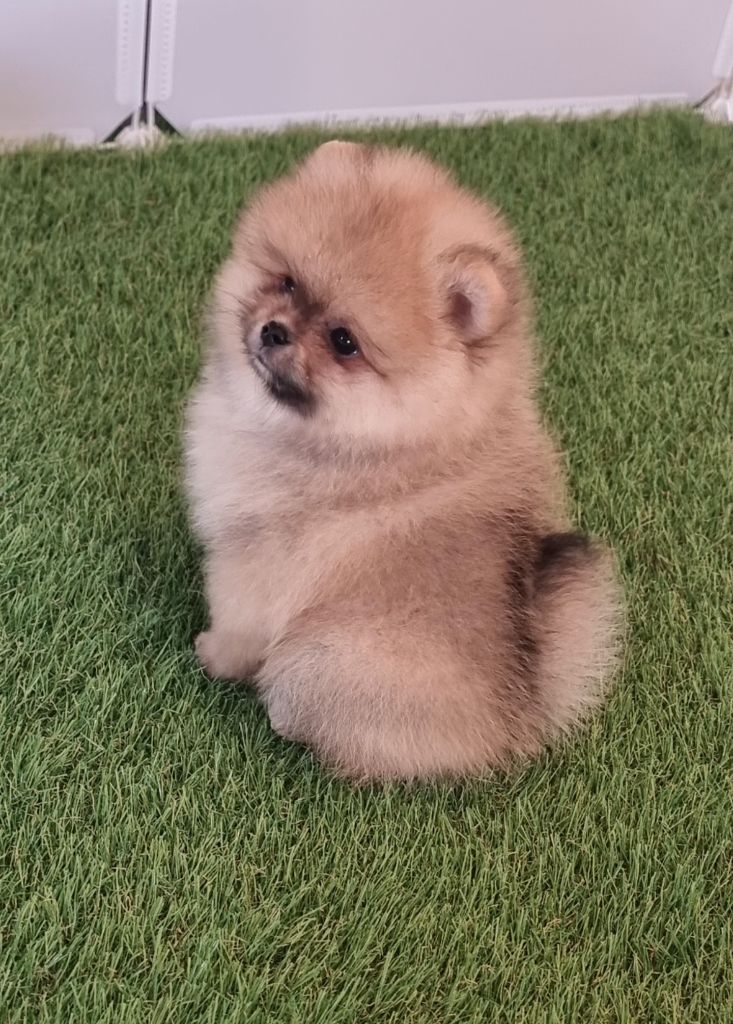 Shownow - Spitz allemand - Portée née le 08/10/2025