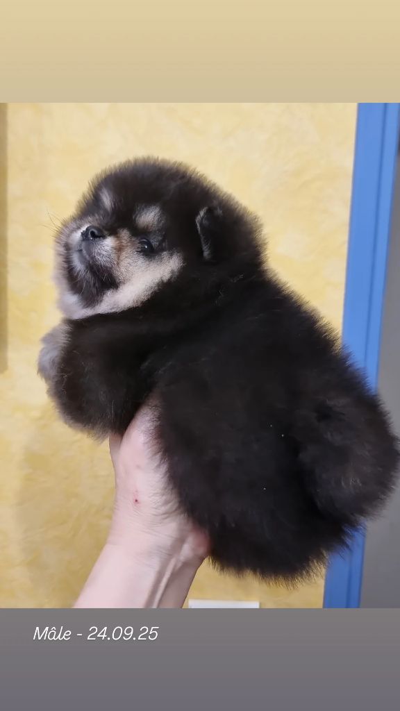 Shownow - Chiots disponibles - Spitz allemand