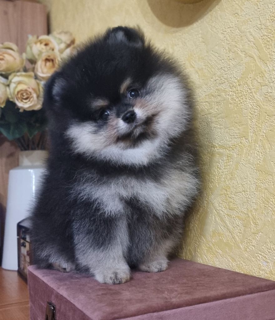 Shownow - Chiots disponibles - Spitz allemand