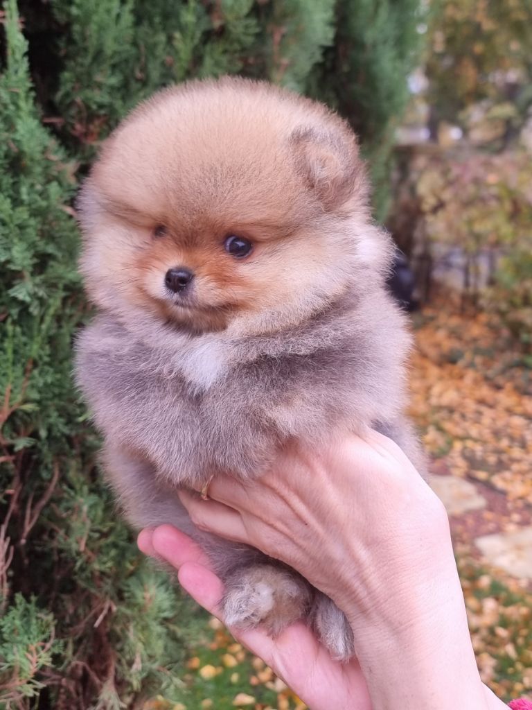 Shownow - Chiots disponibles - Spitz allemand