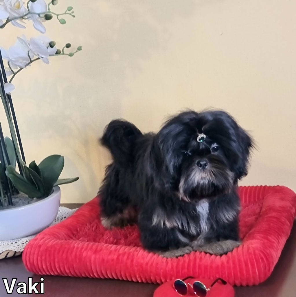 Shownow - Chiots disponibles - Shih Tzu