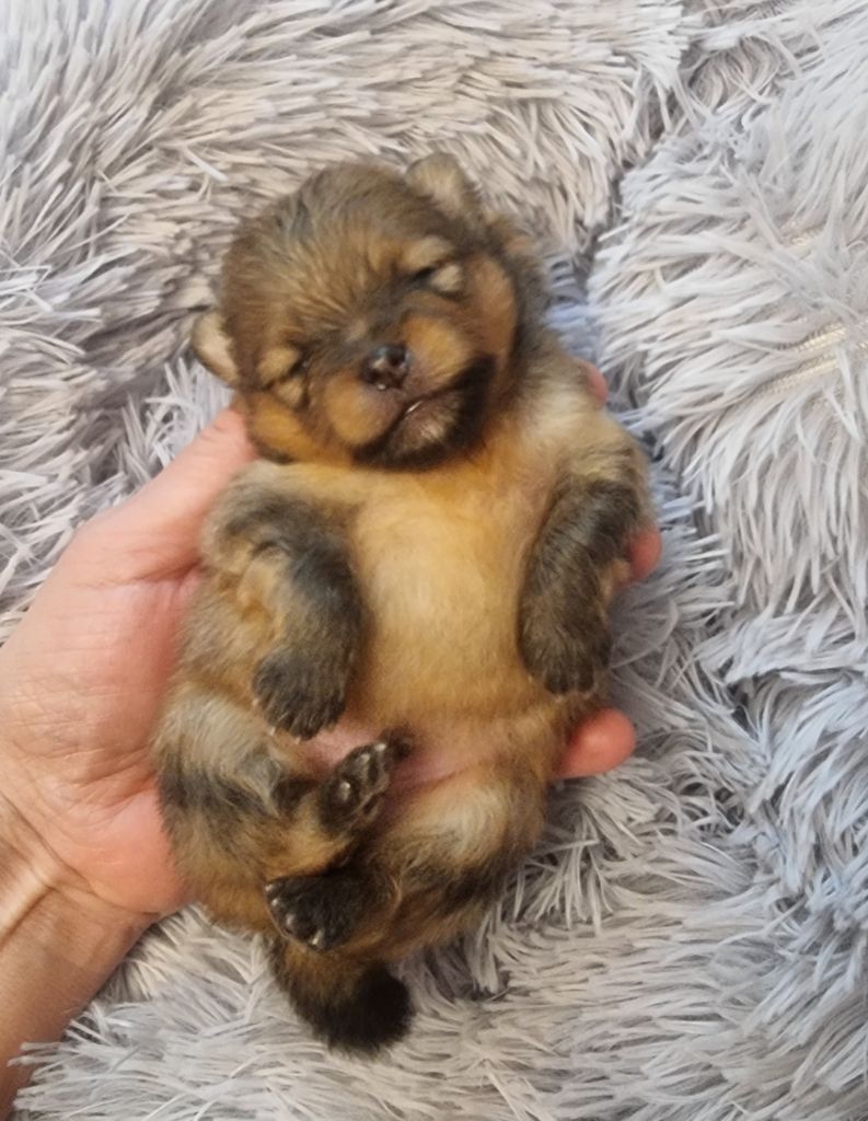 Shownow - Chiots disponibles - Spitz allemand