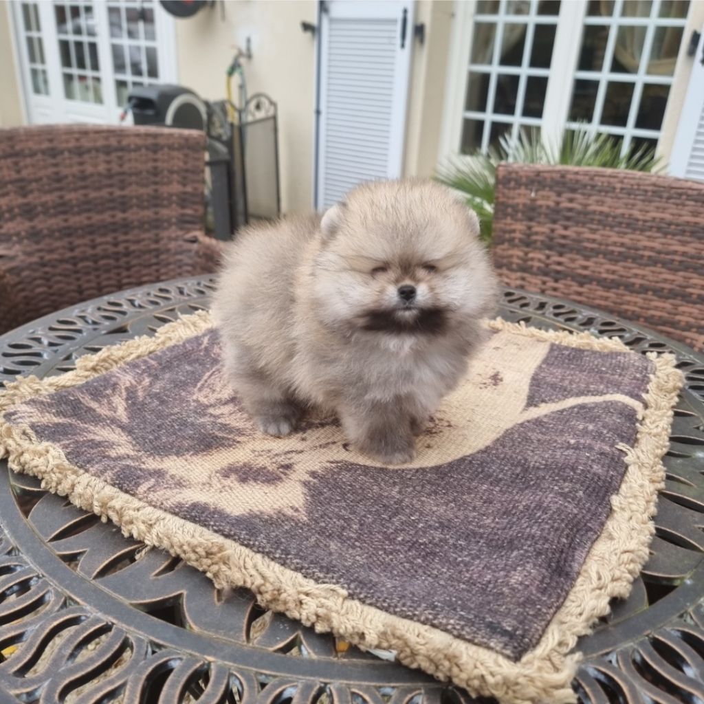 Shownow - Chiots disponibles - Spitz allemand