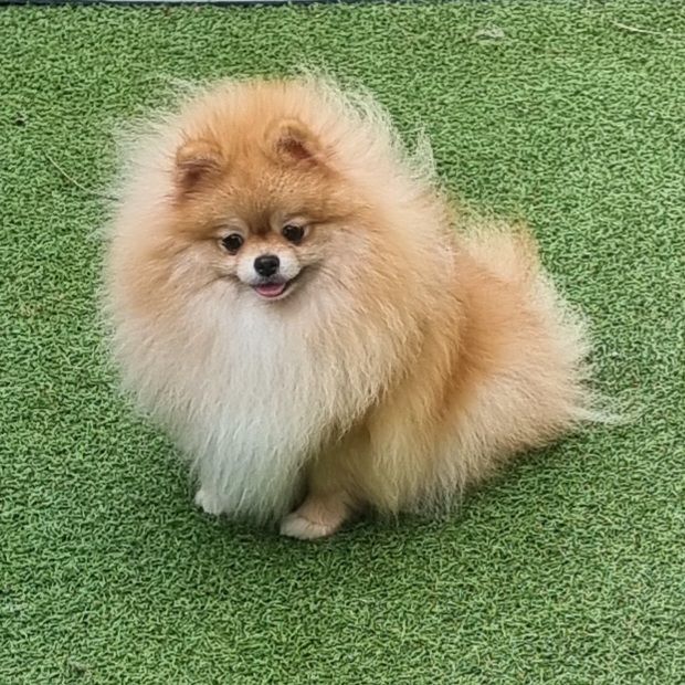 Shownow - Chiots disponibles - Spitz allemand