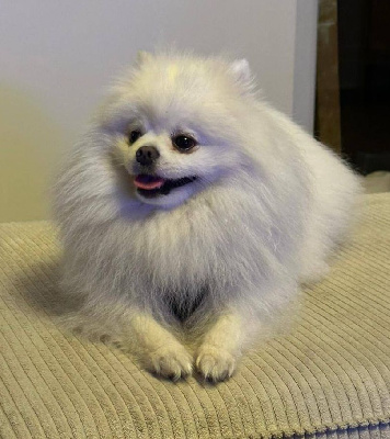 USTON - CHIOT mâle 1