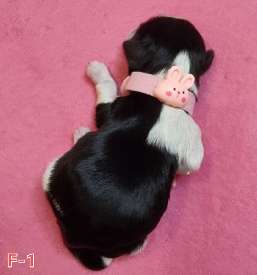 VAMP - CHIOT Femelle 1