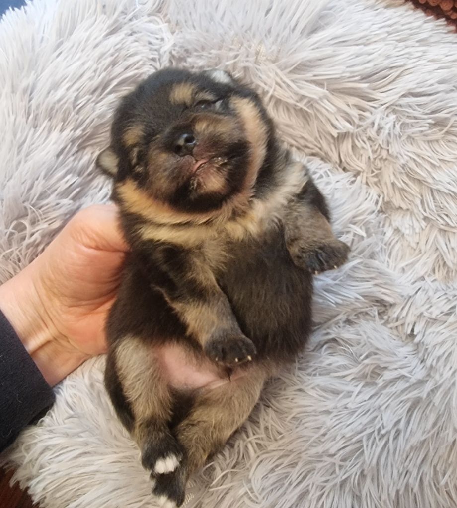 Shownow - Chiots disponibles - Spitz allemand