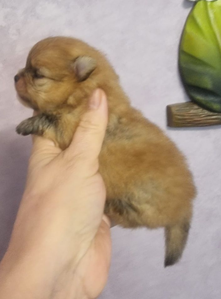 Shownow - Chiots disponibles - Spitz allemand