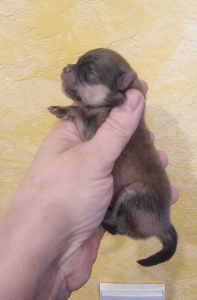 Shownow - Chiots disponibles - Spitz allemand