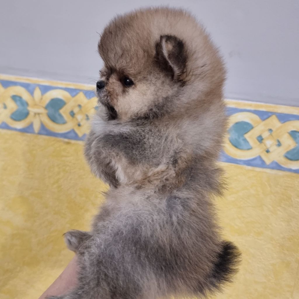 Shownow - Chiots disponibles - Spitz allemand