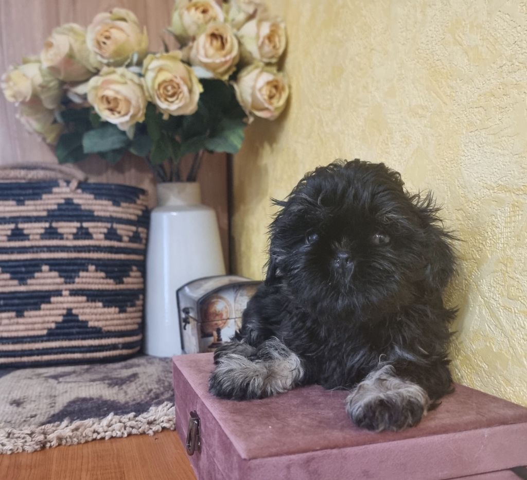 Shownow - Chiots disponibles - Shih Tzu