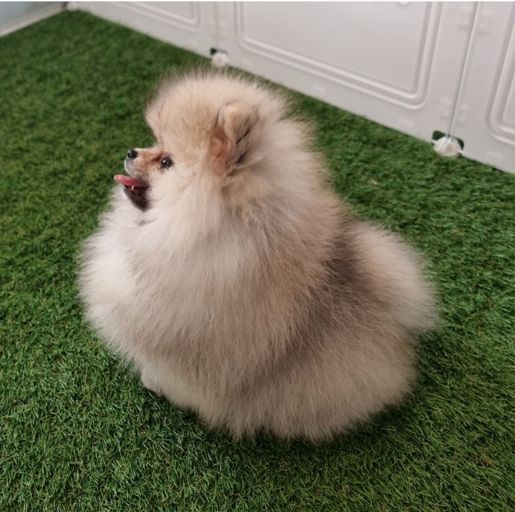 Shownow - Chiots disponibles - Spitz allemand