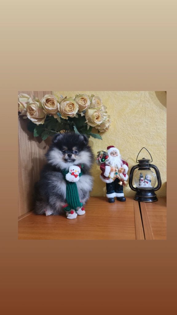 Shownow - Chiots disponibles - Spitz allemand