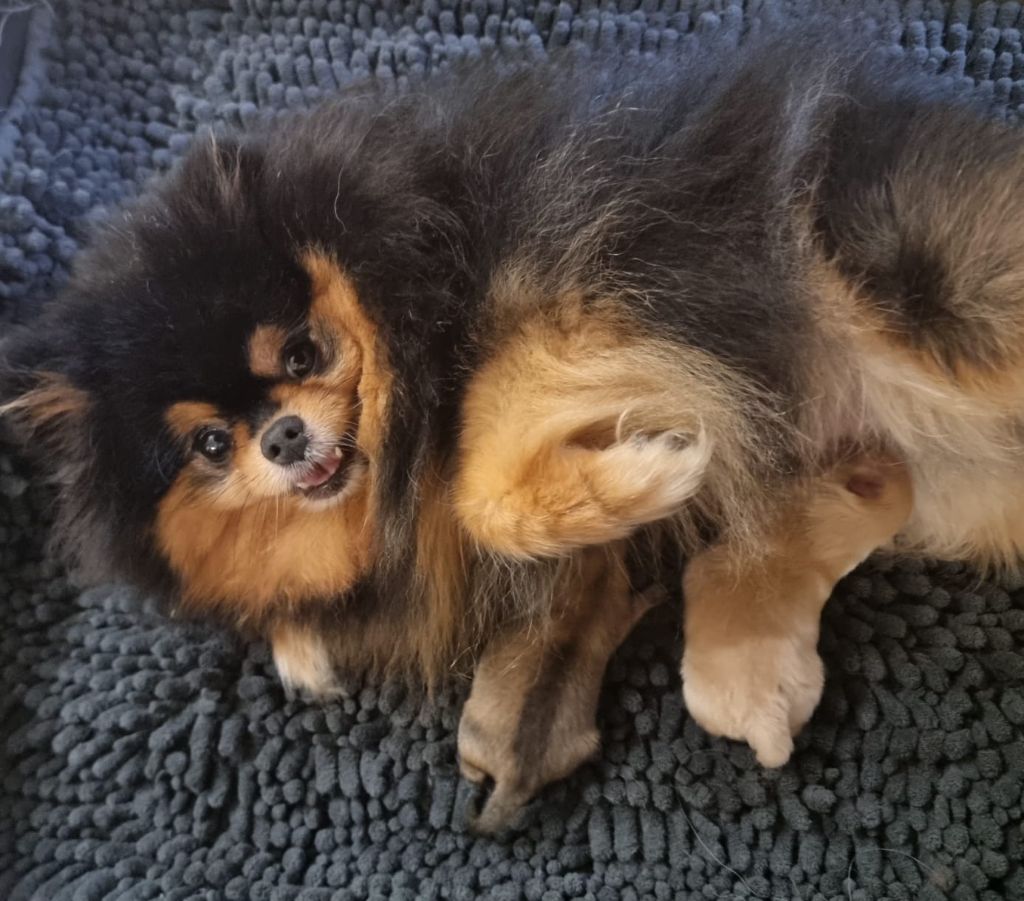 Chiot Spitz allemand Shownow