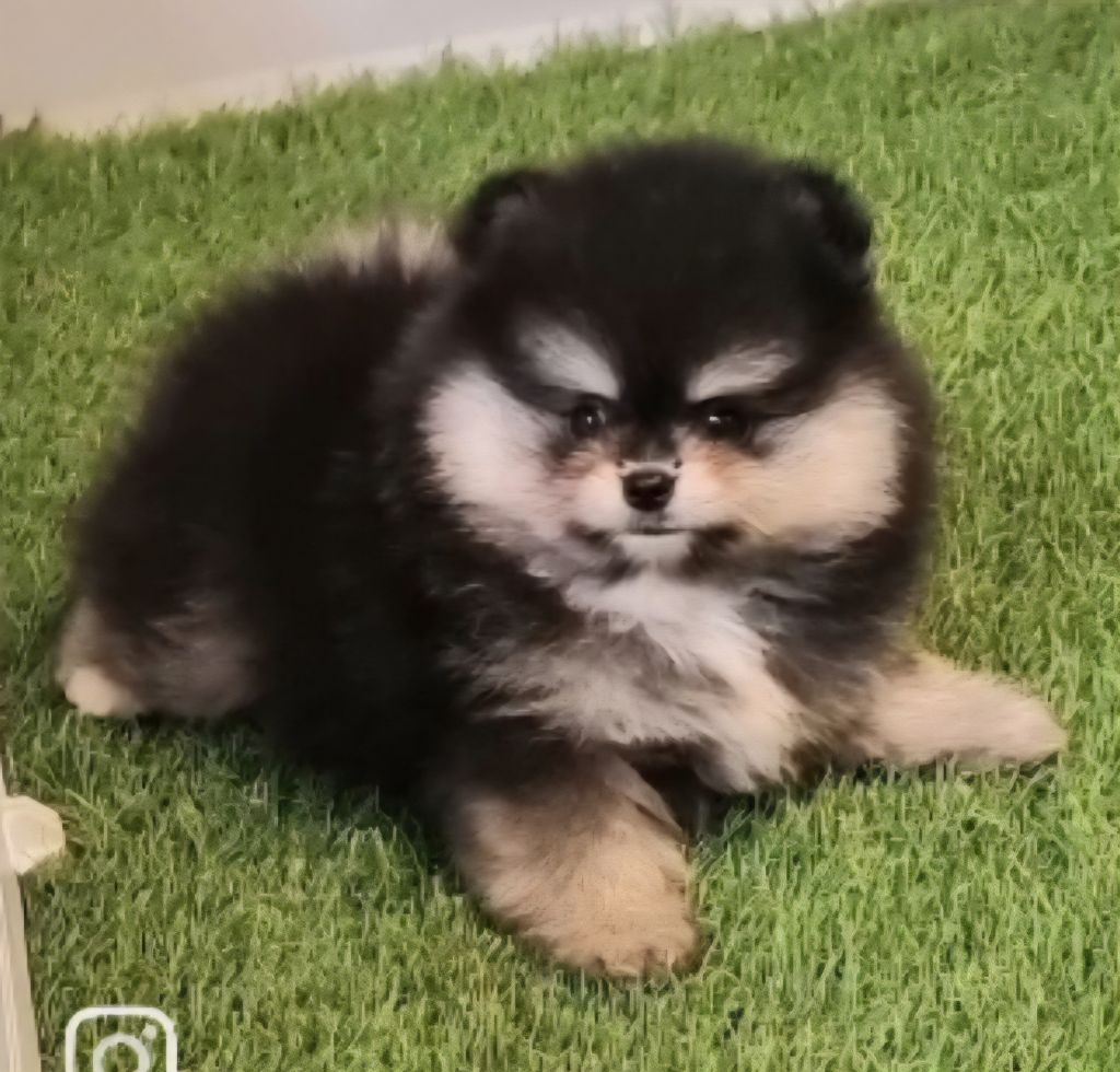 Shownow - Chiots disponibles - Spitz allemand