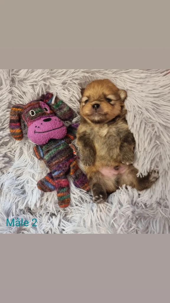 Shownow - Chiots disponibles - Spitz allemand
