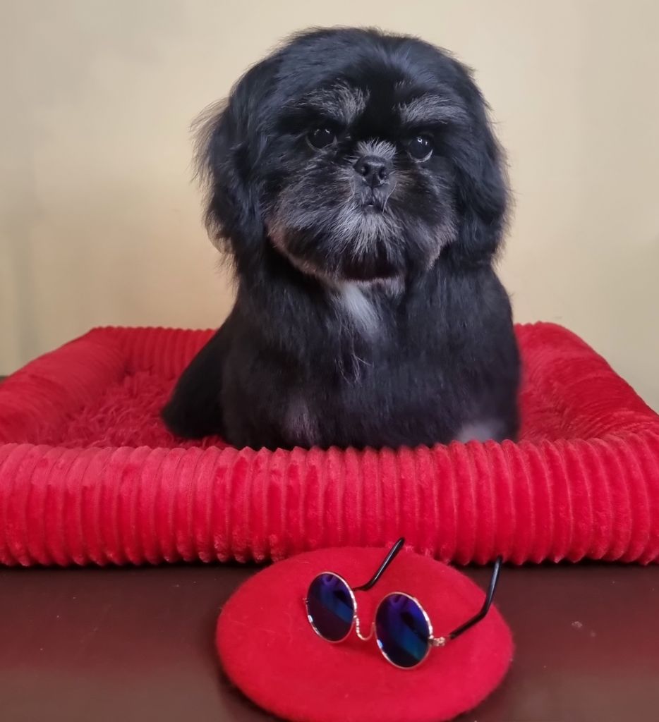 Shownow - Chiots disponibles - Shih Tzu
