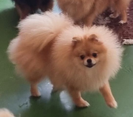 Shownow - Chiots disponibles - Spitz allemand