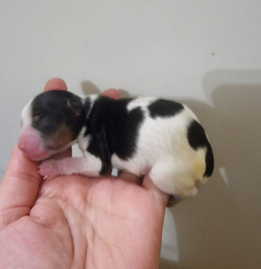Shownow - Chiots disponibles - Biewer Terrier