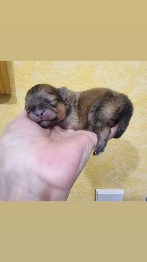 Shownow - Chiots disponibles - Spitz allemand