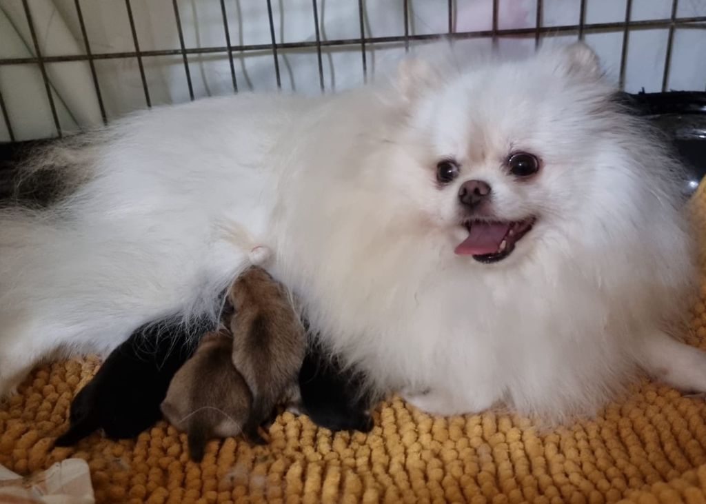 Chiot Spitz allemand Shownow