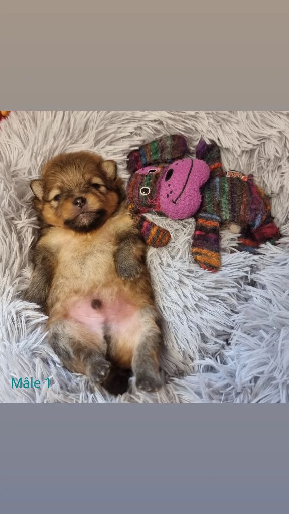 Shownow - Chiots disponibles - Spitz allemand