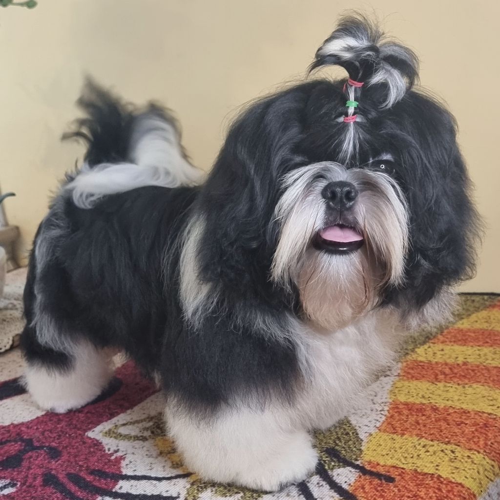 Shownow - Chiots disponibles - Shih Tzu